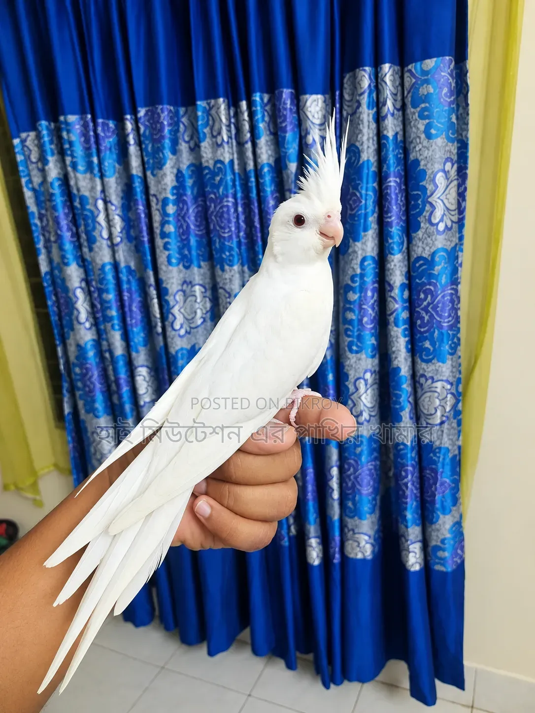 ককাটেল এলবিনো রেডআই টেম পাখি