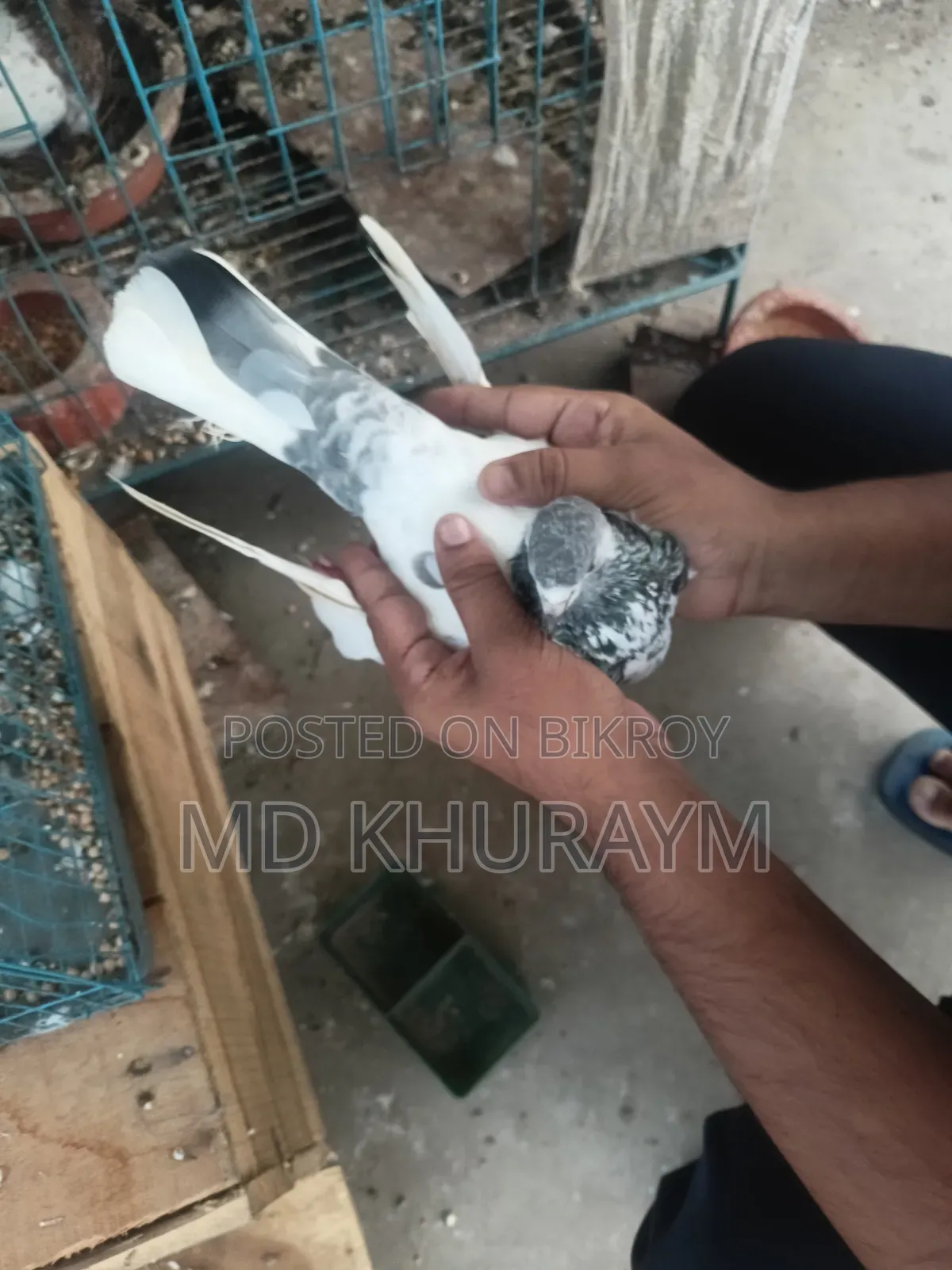 গিরিবাজ কবুতর