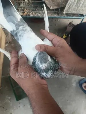 গিরিবাজ কবুতর