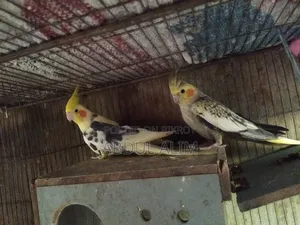 One pair of adult breeding Cockatiel birds for sale