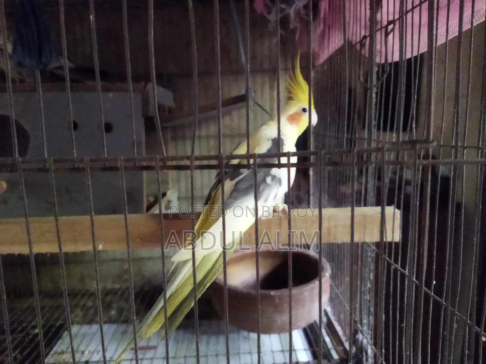 One pair of adult breeding Cockatiel birds for sale