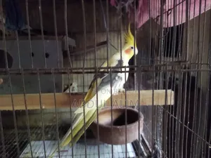 One pair of adult breeding Cockatiel birds for sale