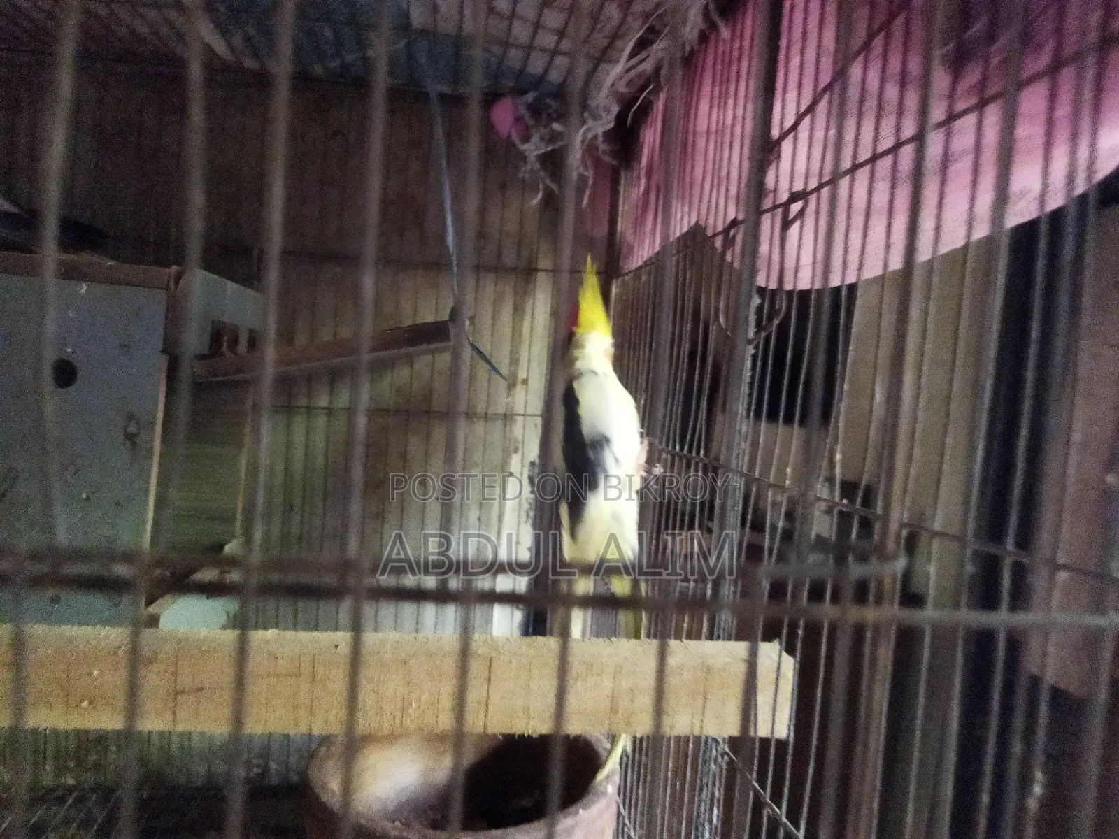 One pair of adult breeding Cockatiel birds for sale