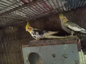 One pair of adult breeding Cockatiel birds for sale