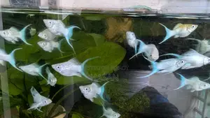 Moon Tail Balloon Molly Fish
