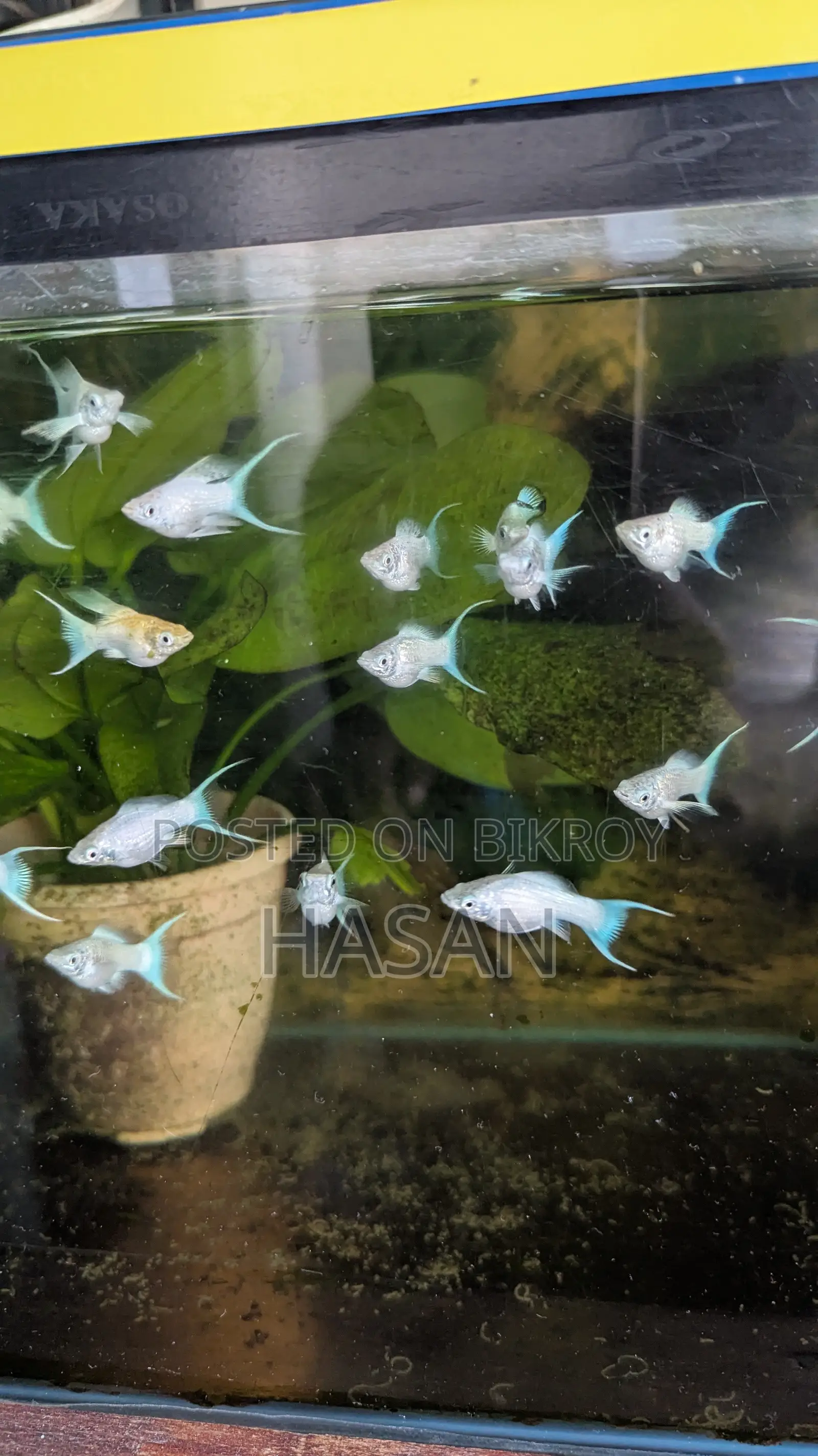 Moon Tail Balloon Molly Fish