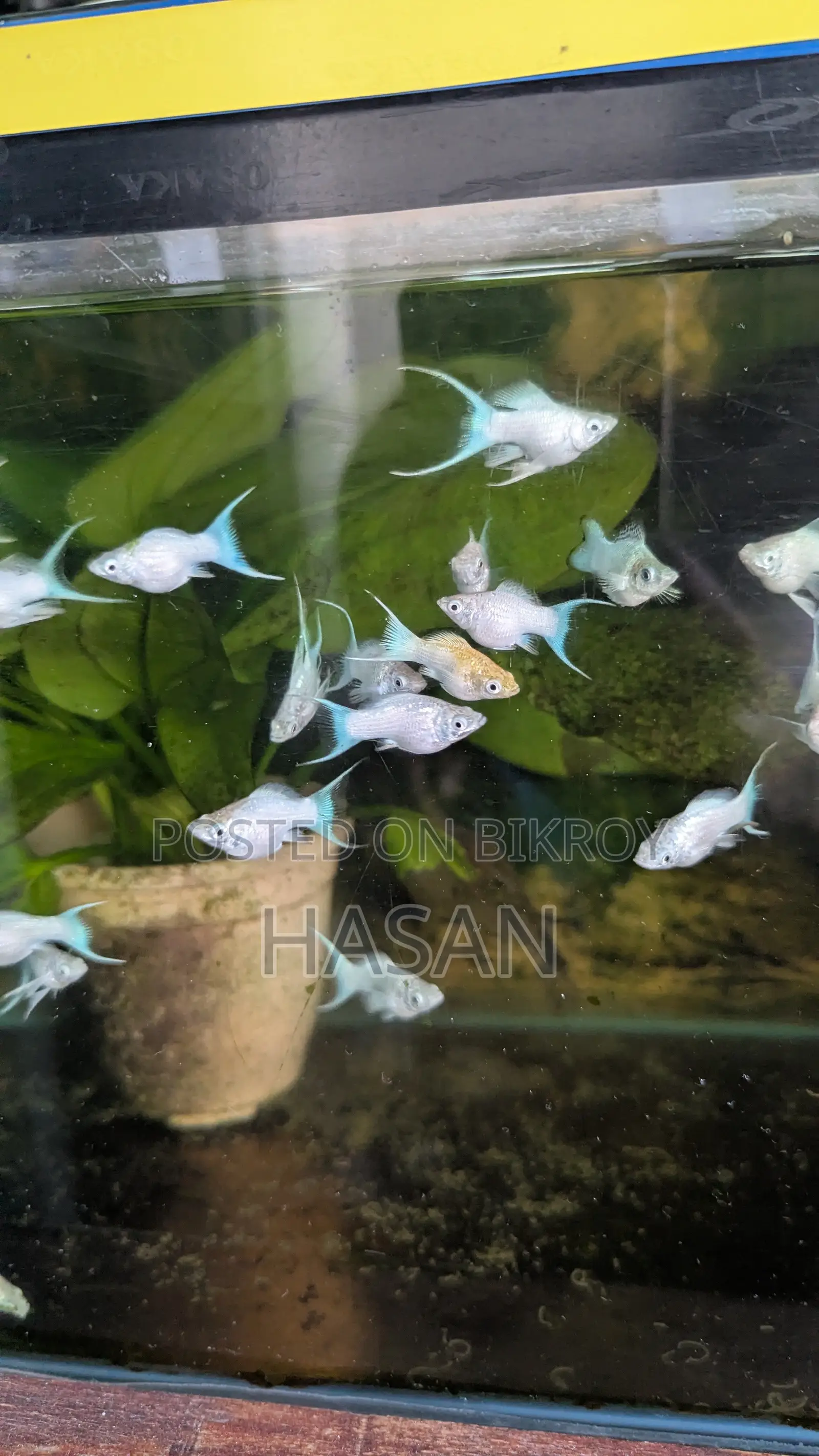 Moon Tail Balloon Molly Fish