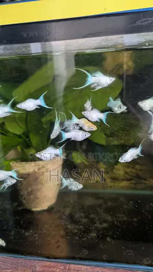 Moon Tail Balloon Molly Fish
