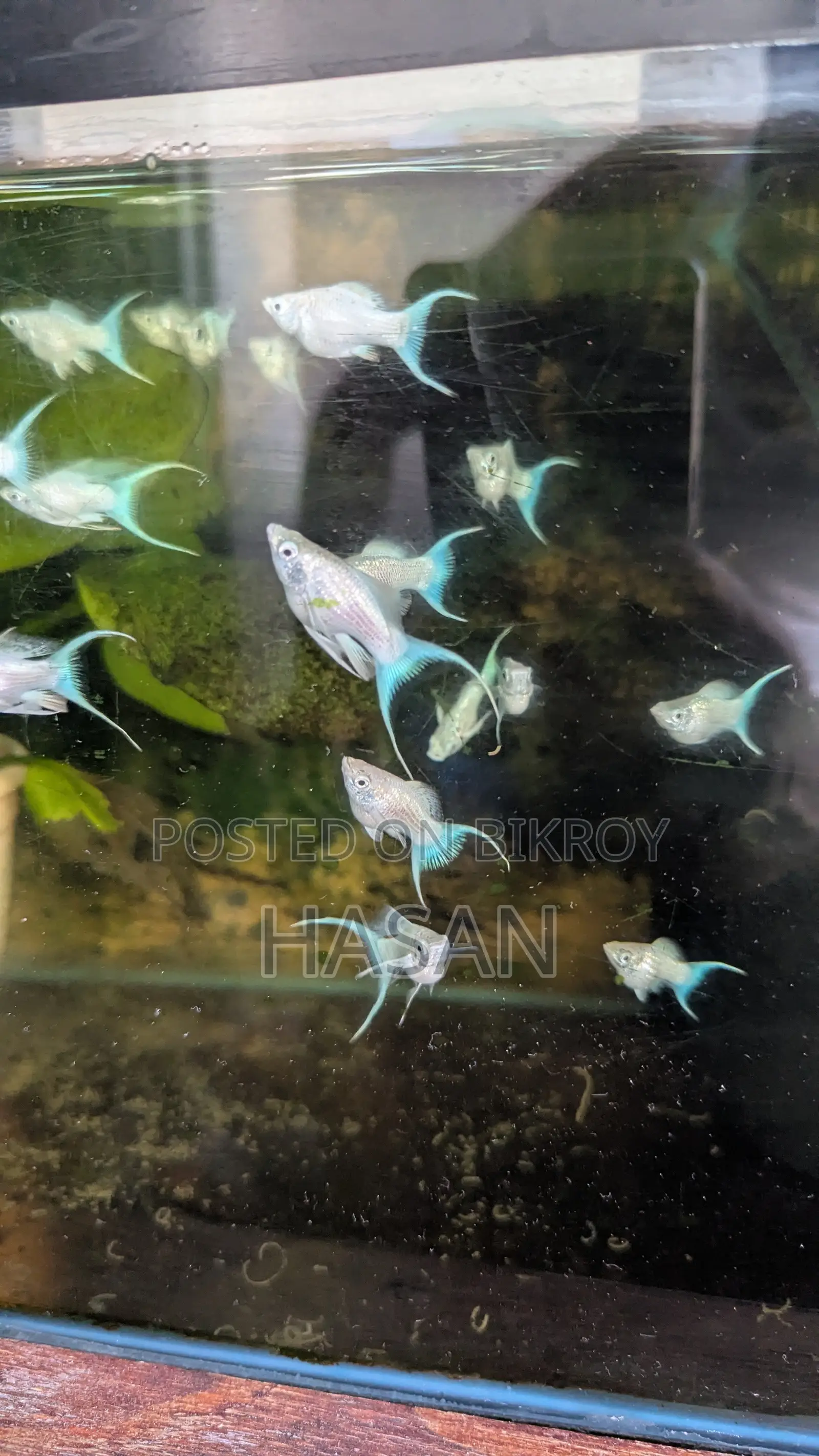 Moon Tail Balloon Molly Fish