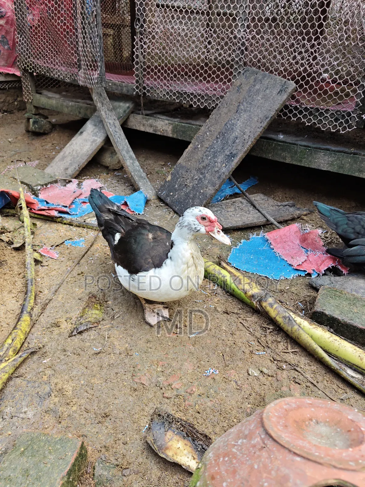 চিনা হাস Muscovy Duck