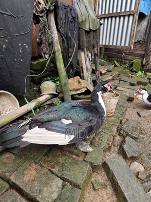 চিনা হাস Muscovy Duck