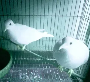 Australian Dove Birds for Sale Australian Dove