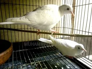 Australian Dove Birds for Sale Australian Dove