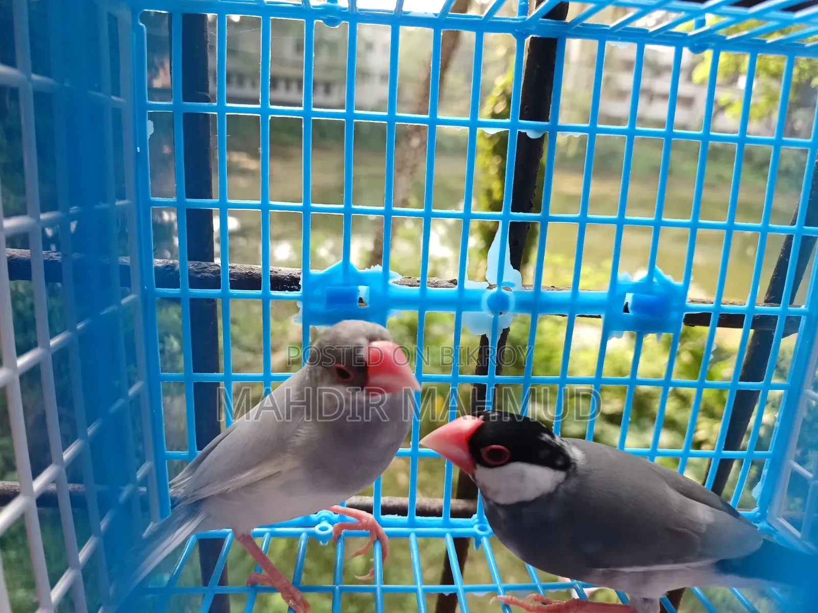 100% Proven Pair! Silver and Grey Java Birds, Get 1 kg Food Free!