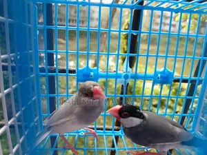 100% Proven Pair! Silver and Grey Java Birds, Get 1 kg Food Free!