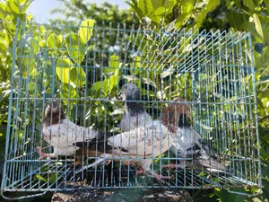 Racer and Giribaz baby pigeons for sale