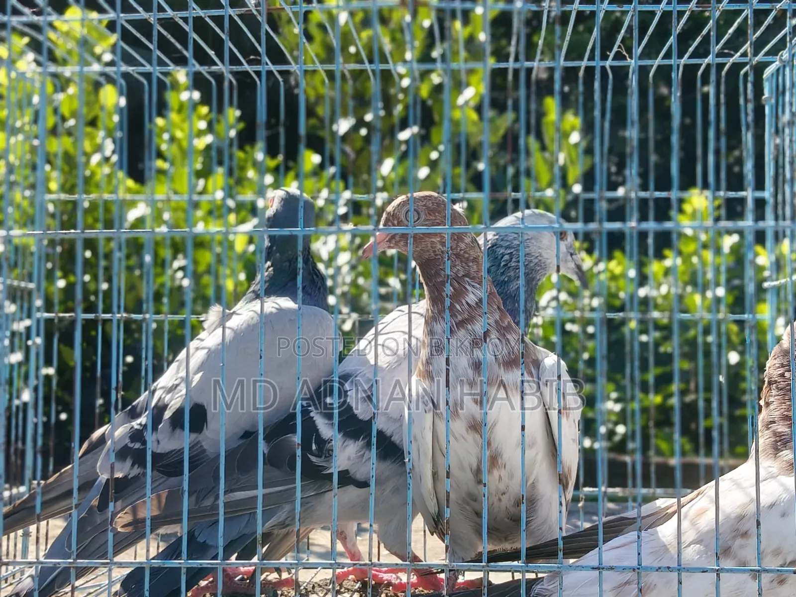 Racer and Giribaz baby pigeons for sale
