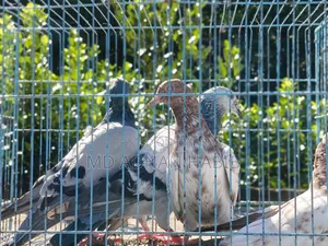Racer and Giribaz baby pigeons for sale