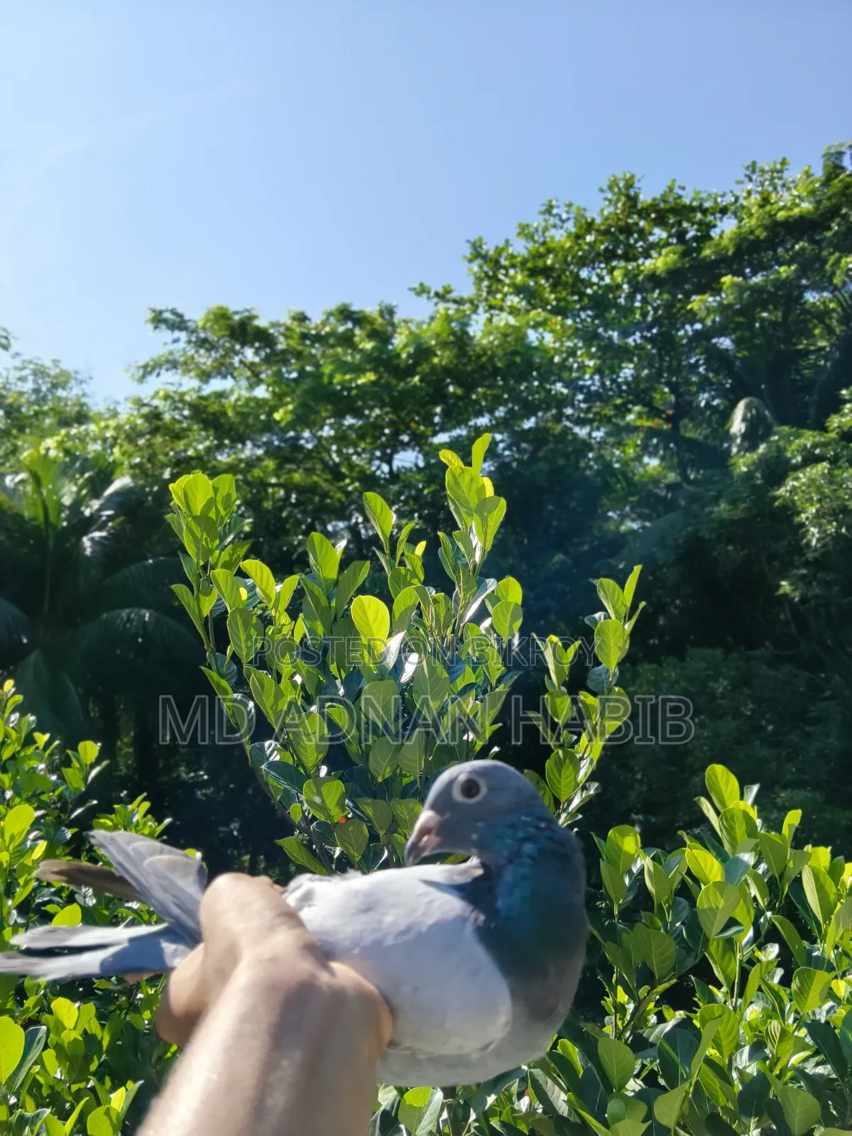 Racer and Giribaz baby pigeons for sale