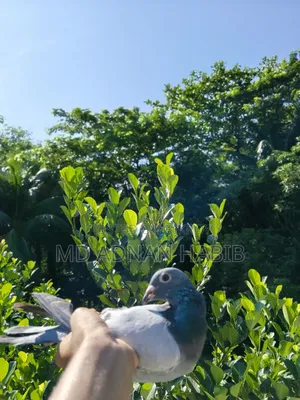 Racer and Giribaz baby pigeons for sale