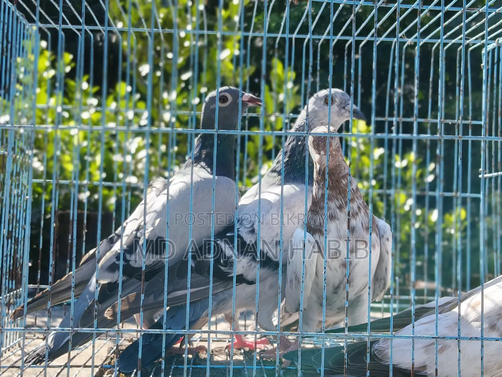 Racer and Giribaz baby pigeons for sale