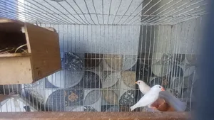 Snow White Finch