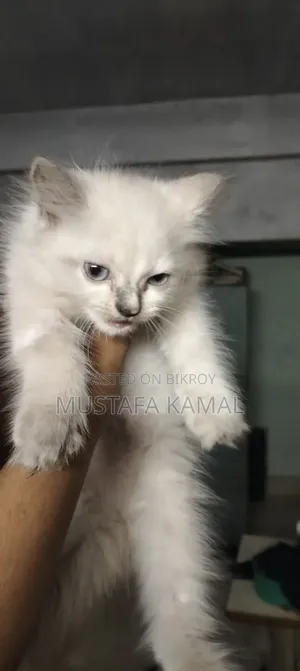 ১-৩ মাসের ফিমেল পিওরব্রেড পারসিয়ান