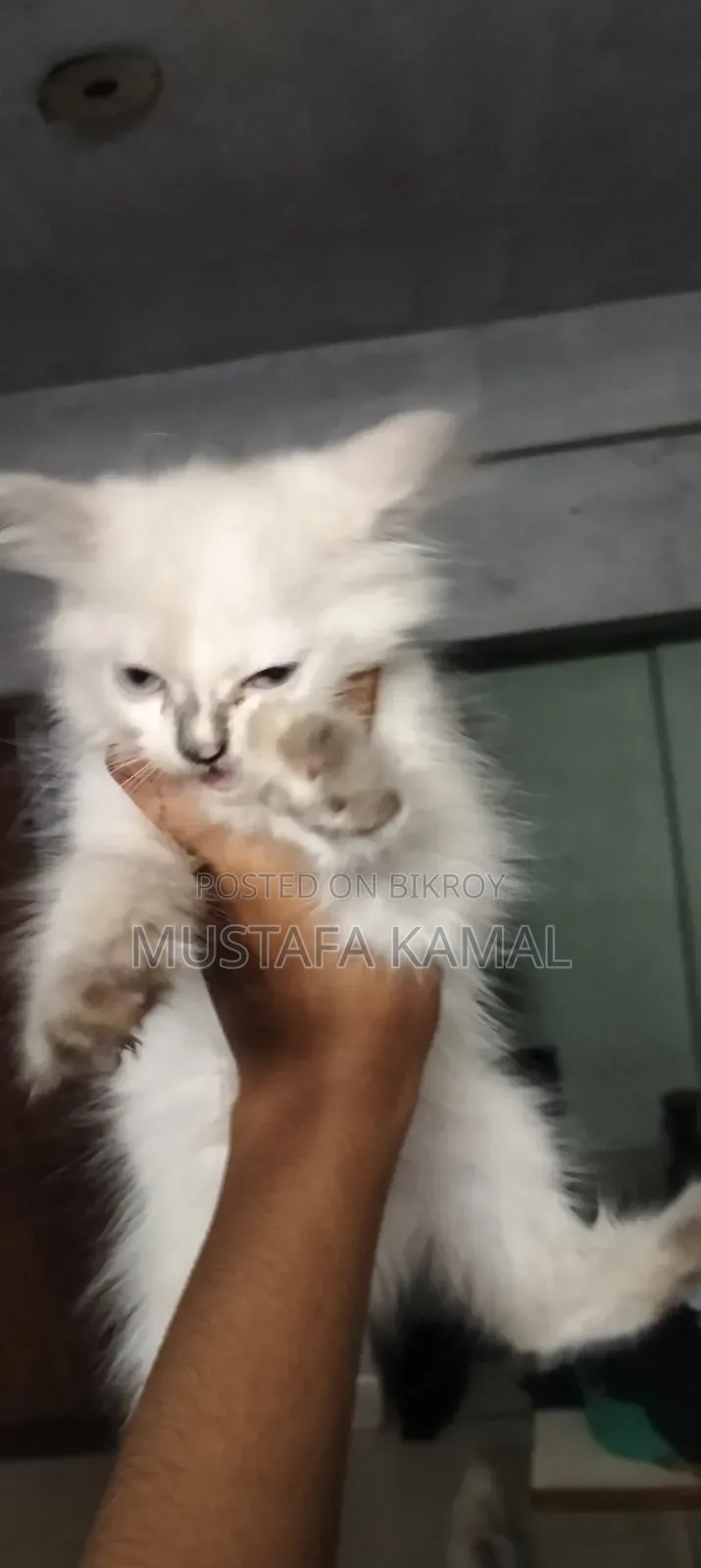 ১-৩ মাসের ফিমেল পিওরব্রেড পারসিয়ান