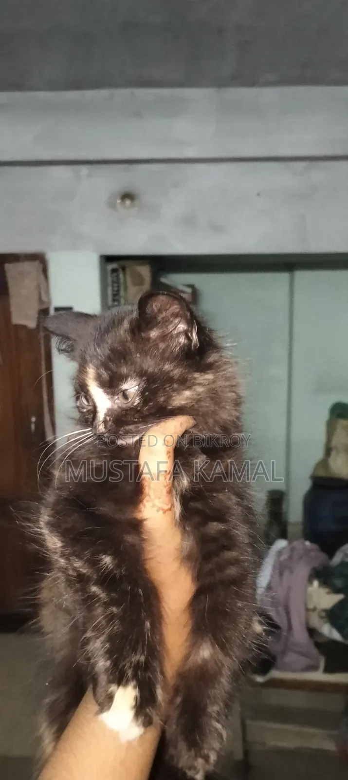 ১-৩ মাসের ফিমেল পিওরব্রেড পারসিয়ান