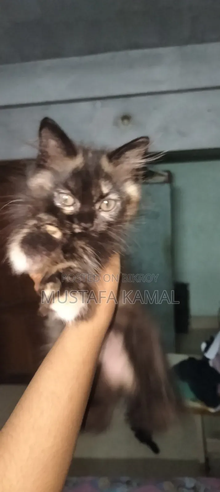 ১-৩ মাসের ফিমেল পিওরব্রেড পারসিয়ান