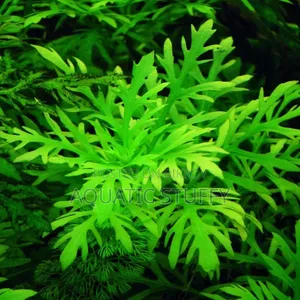 Hygrophila Difformis Live Aquarium Plant