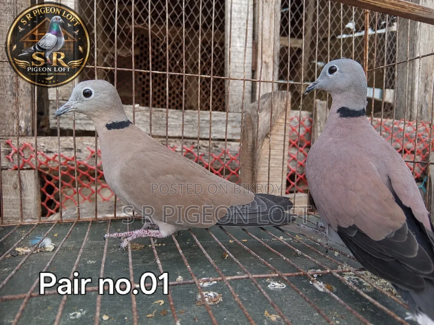 Adult Turtle Dove / Rajghughu