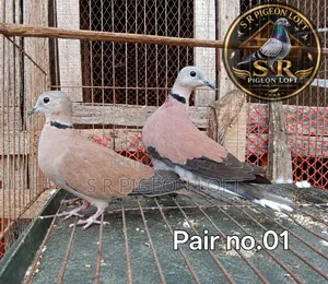 Adult Turtle Dove / Rajghughu