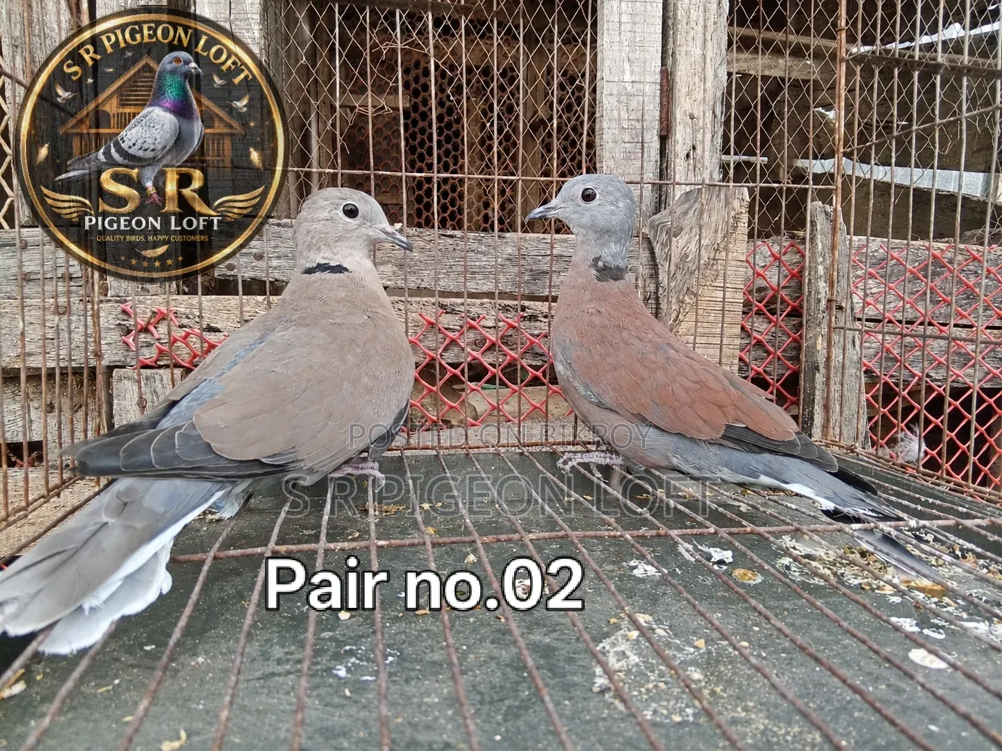Adult Turtle Dove / Rajghughu