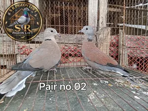 Adult Turtle Dove / Rajghughu