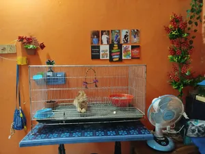 ১-৩ মাস বয়সী পুরুষ খাঁটি পার্সিয়ান