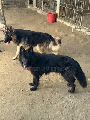 6-12 Months Male Purebred German Shepherd