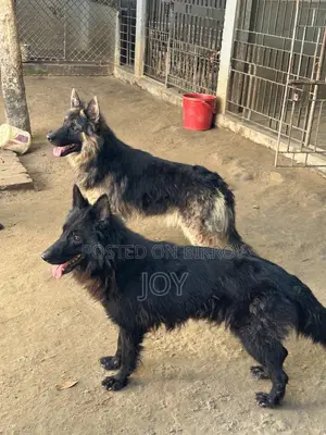 6-12 Months Male Purebred German Shepherd