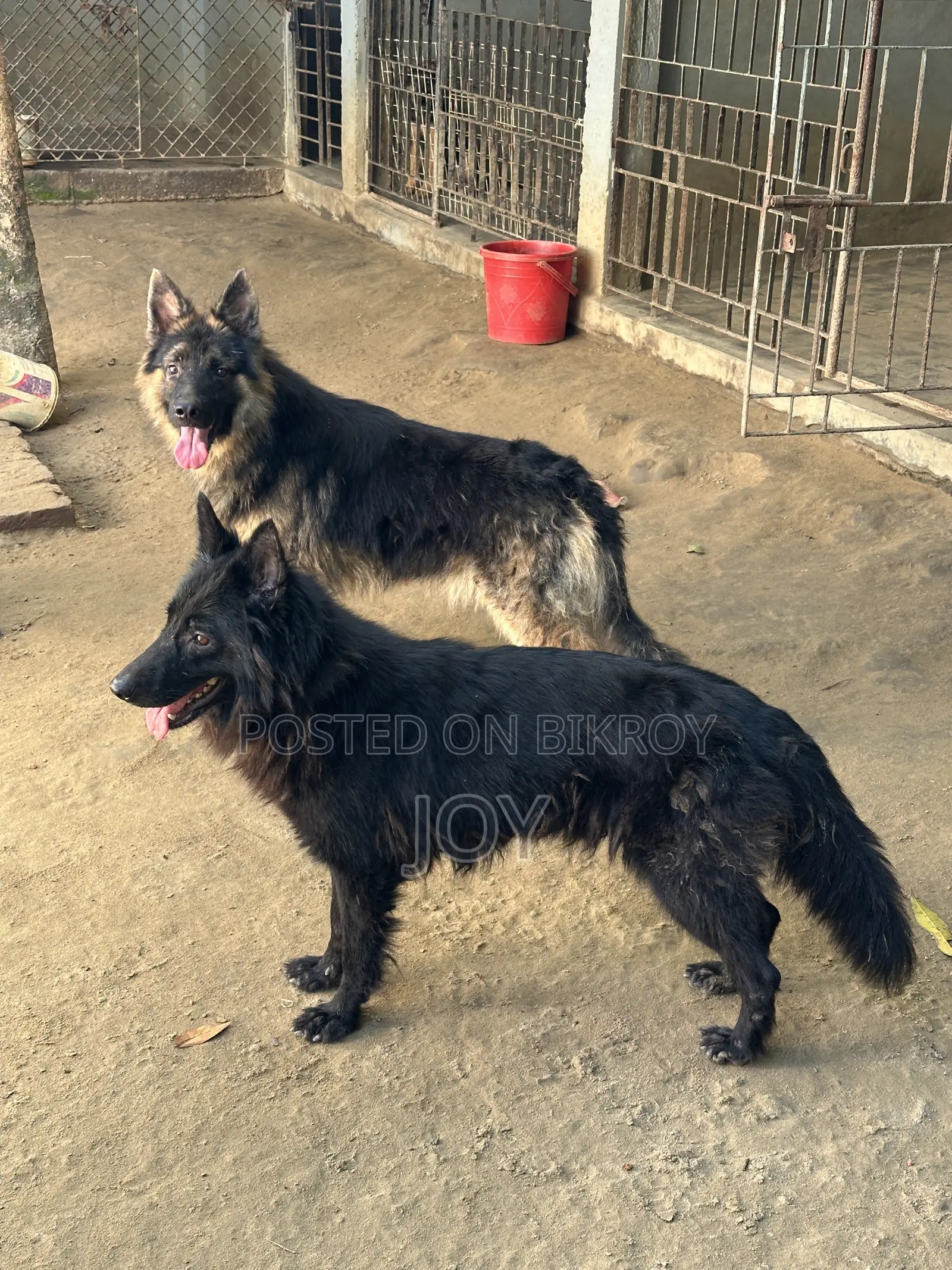 6-12 Months Male Purebred German Shepherd