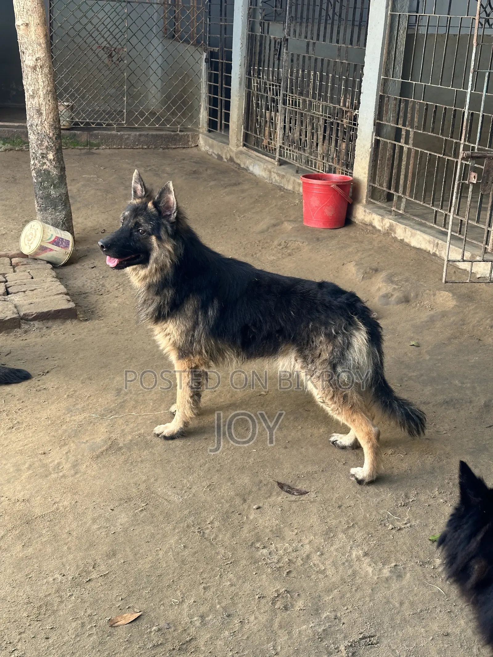6-12 Months Male Purebred German Shepherd