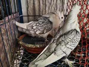 ব্লাকলেস ওভার লাইট সার্টিন ফিক্সড দাম