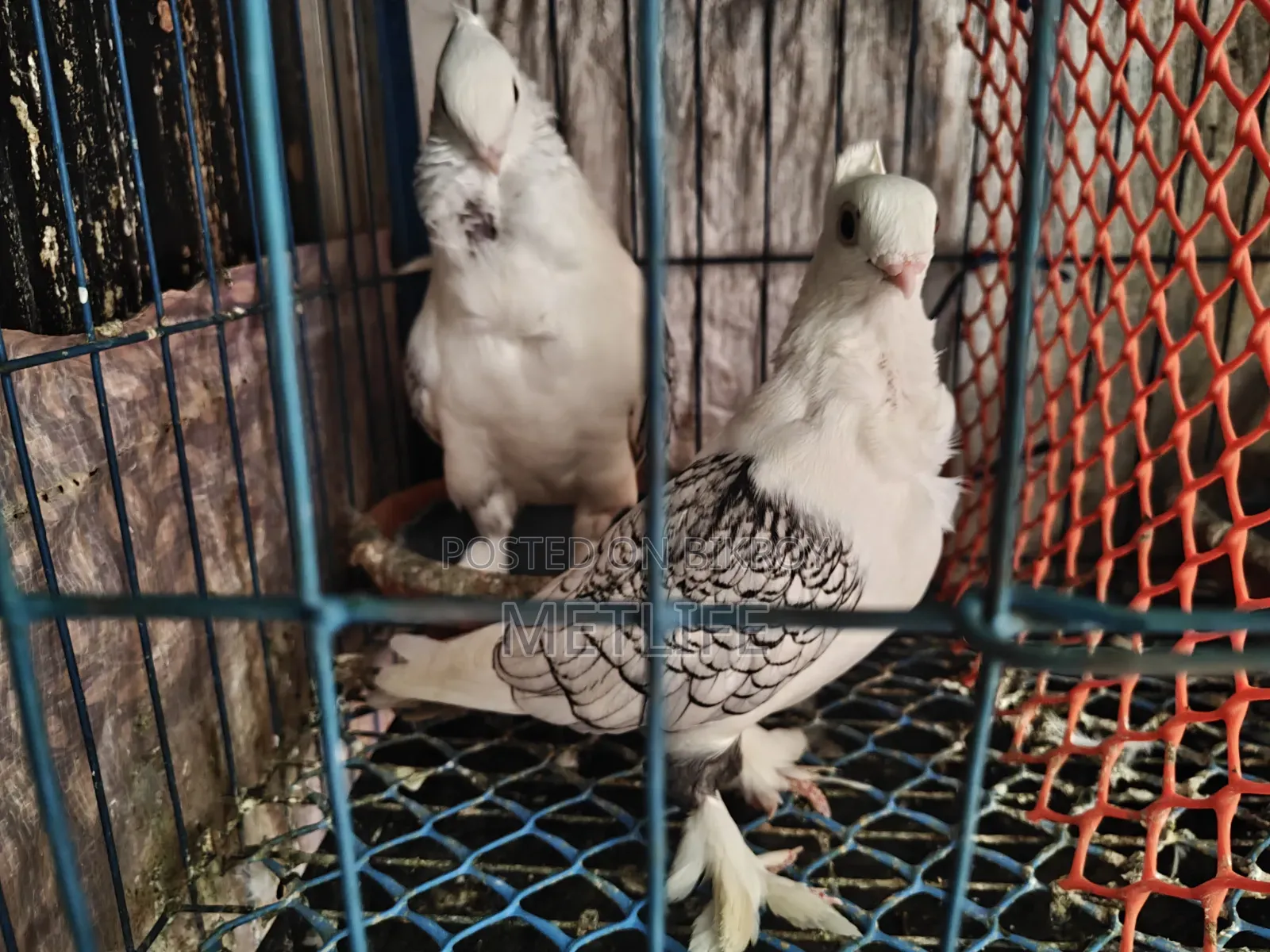 ব্লাকলেস ওভার লাইট সার্টিন ফিক্সড দাম