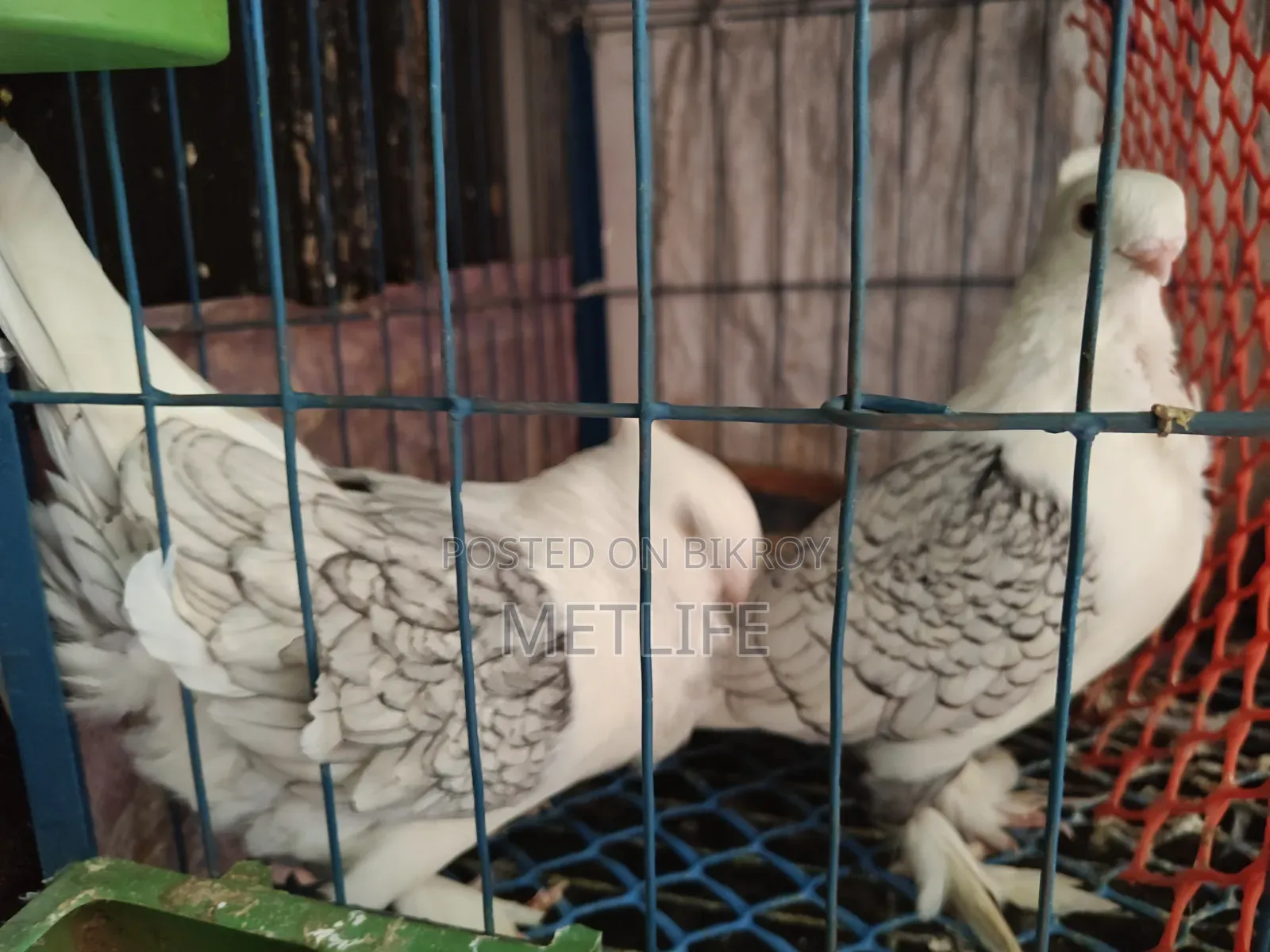 ব্লাকলেস ওভার লাইট সার্টিন ফিক্সড দাম