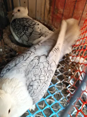 ওভার লাইট ব্লাকলেস সারতিন ফিক্সড দাম
