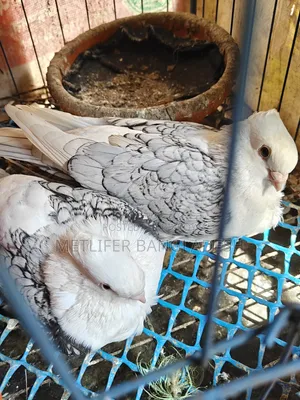 ওভার লাইট ব্লাকলেস সারতিন ফিক্সড দাম