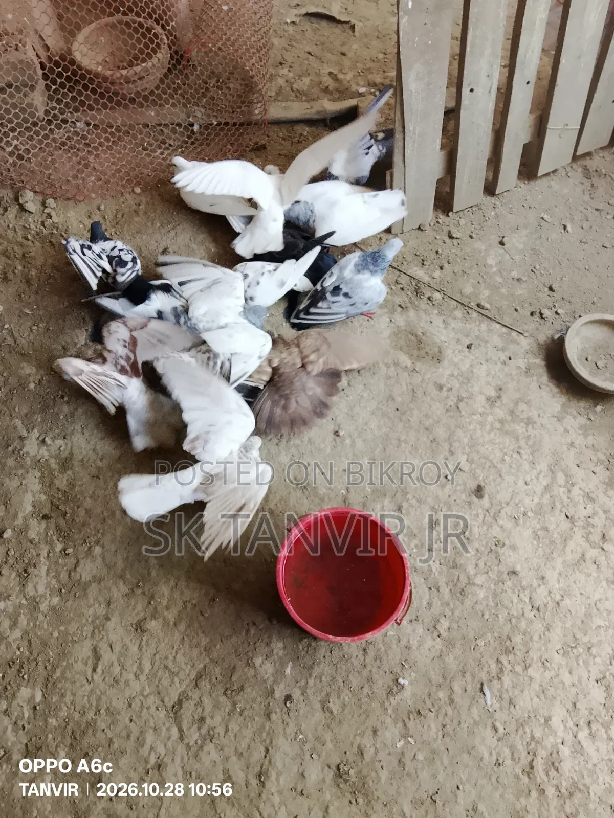Pigeon No Problem