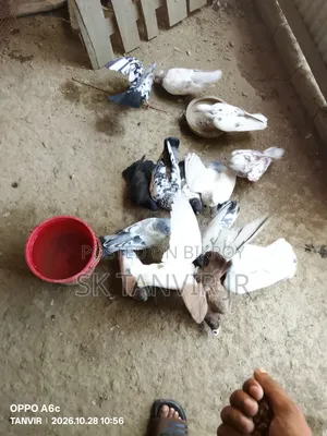 Pigeon No Problem