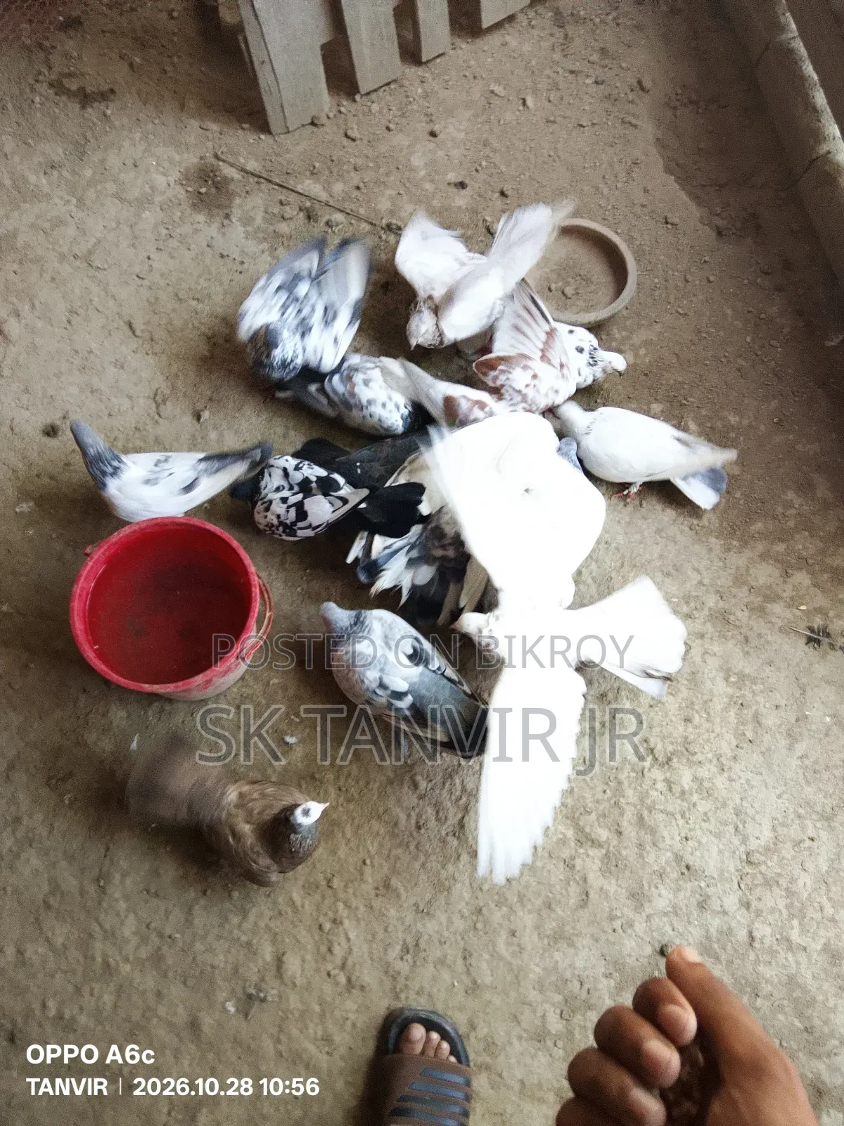 Pigeon No Problem
