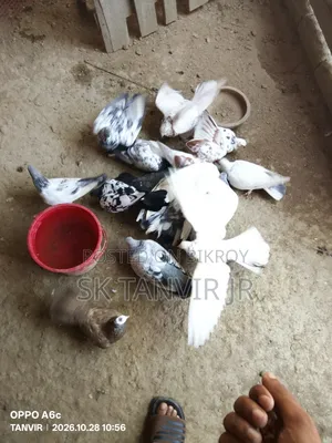 Pigeon No Problem