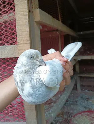 High Flair Pigeon